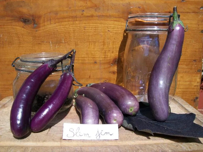 graines bio d'aubergine slim jim, on distingue de fines aubergines sur une planche et des bocaux