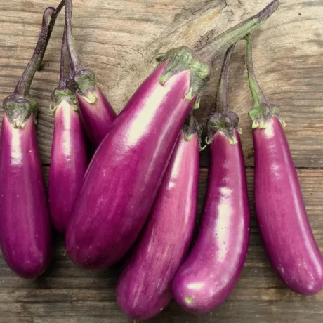 deux grappe d'aubergines de petites tailles, elle sont violette, fines et luisantes