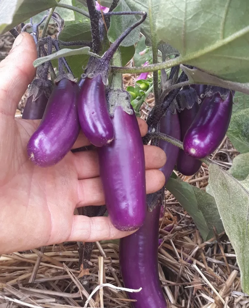 L'aubergine slim jim que l'on voit sur l'image est une plante en pleine fructification, on voit la main du jardinier qui les caresse avec passion