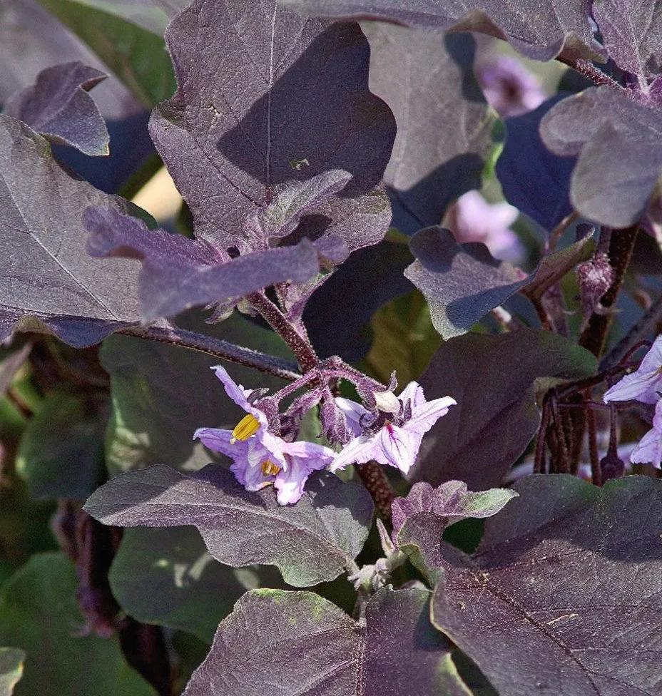plante d'aubergine au feuillage pourpre, on voit les fleurs en grappes sur l'image