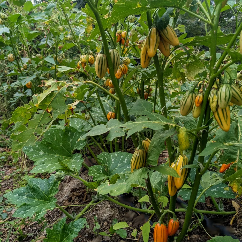 L'image montre une plante avec des fruits allongés et rayés, souvent appelés "striped toga" en anglais. Les fruits sont principalement jaunes avec des rayures vertes et noires. La plante a des feuilles vertes avec des taches blanches et semble pousser dans un environnement extérieur, probablement un jardin ou une ferme. Les fruits sont suspendus aux branches de la plante, et il y en a plusieurs à différents stades de maturité.