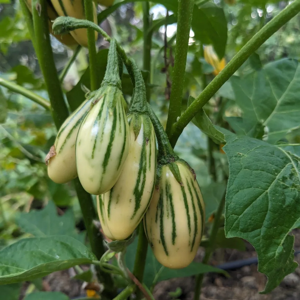 L'image montre une plante d'aubergine Striped Toga avec plusieurs fruits allongés et rayés. Les fruits sont principalement de couleur crème avec des rayures verticales vertes. Ils pendent aux tiges de la plante, et les feuilles environnantes sont vertes et en bonne santé. Cette image met en valeur la beauté unique et colorée de cette variété d'aubergine, avec ses motifs distinctifs qui attirent l'œil.