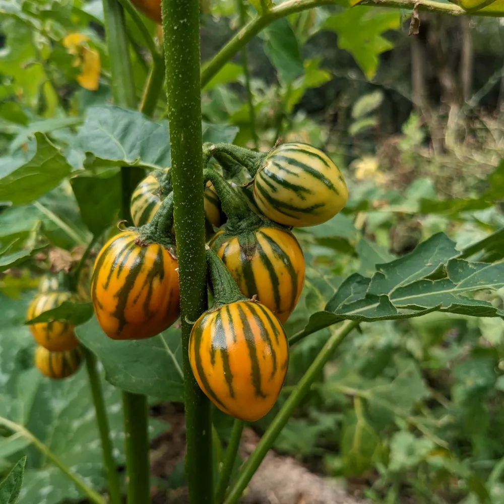 L'image montre une plante avec plusieurs petits fruits ronds qui poussent dessus. Les fruits sont principalement orange avec des rayures vertes, regroupés en grappes sur la tige. Les feuilles de la plante sont vertes avec des bords légèrement dentelés. L'arrière-plan est rempli de verdure, suggérant que la plante pousse probablement dans un jardin ou un environnement naturel.