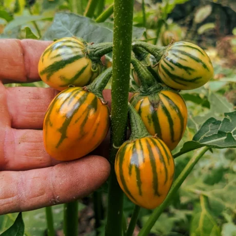 L'image montre une main tenant un groupe de petits fruits striés qui poussent sur une plante. Les fruits sont de forme ovale et présentent un motif distinctif avec des rayures jaune-orange et vertes. La plante possède des feuilles vertes et une tige robuste.