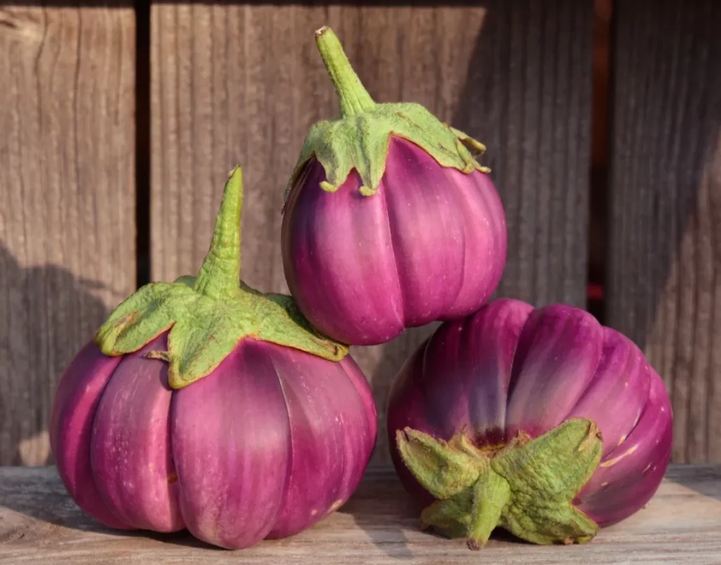 Graines biologiques reproductibles de Aubergine thaï "Purple ribbed" - Pensez Sauvage