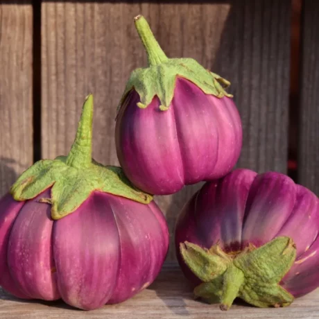 Graines biologiques reproductibles de Aubergine thaï "Purple ribbed" - Pensez Sauvage