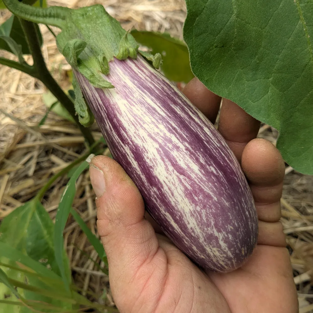 Photo détaillée du fruit aubergine Tsakoniki prêt à être cueilli, maintenu dans une main de jardinier. L’aubergine affiche son aspect marbré unique entre violet clair et blanc, typique de cette variété grecque du Péloponnèse reconnue pour sa productivité et sa chair tendre. Le calice velu vert contraste avec la peau lisse et brillante, indiqué pour la production de semences bios. Mots clés : aubergine Tsakoniki, culture de semences, producteur local, agriculture écologique, recette grecque.