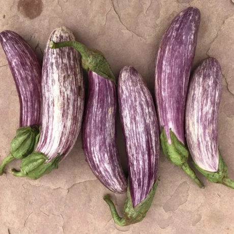 Six aubergines Tsakoniki, spécialité grecque traditionnelle, alignées sur un support minéral beige. Les fruits allongés, ornés de marbrures violettes et blanches, sont caractéristiques de cette variété AOP du Péloponnèse, reconnue pour sa douceur, son absence d’amertume et sa chair fondante. On distingue des pédoncules verts robustes et une texture de peau lisse idéale pour les recettes de moussaka ou de grillades grecques. Mot-clés : aubergine Tsakoniki, Leonidio, agriculture grecque, recette cuisine