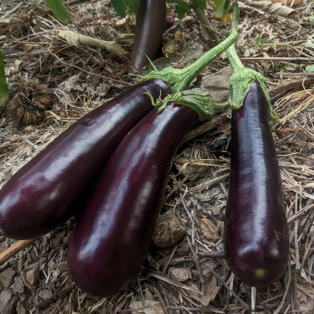 L'image montre trois aubergines de couleur violette foncée posées sur le sol, entourées de brindilles, de feuilles mortes et de débris végétaux. Les aubergines sont longues, lisses et brillantes, avec une teinte uniforme, et leurs tiges vertes sont encore attachées. Elles semblent bien mûres, prêtes pour la récolte. En arrière-plan, on aperçoit des feuilles de la plante ainsi que d'autres aubergines sur pied, confirmant qu'elles proviennent d'un environnement naturel de culture.