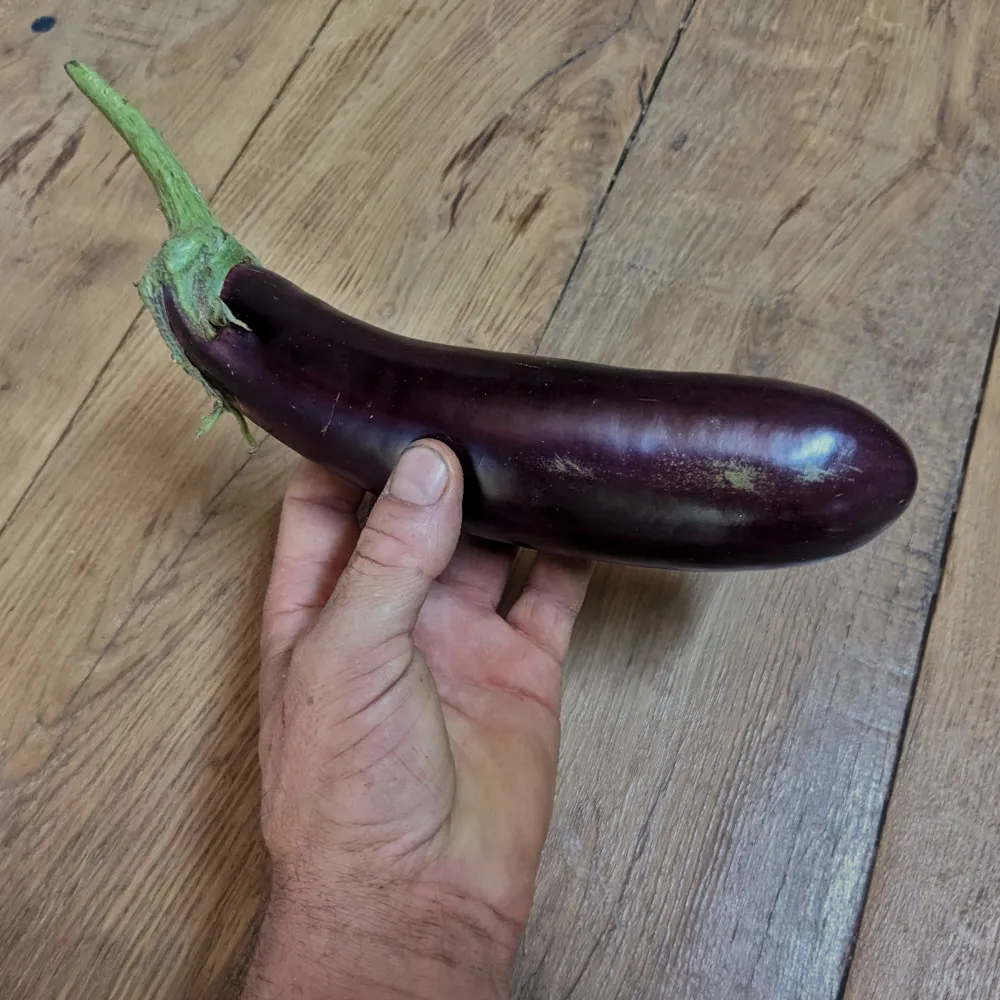 ChatGPT L'image montre une aubergine de la variété violette de Toulouse tenue en main. Elle est longue, avec une peau lisse et brillante d'un violet foncé et uniforme. La tige, verte et robuste, est encore attachée au fruit. La main qui la tient met en évidence sa taille, suggérant qu'elle est assez grande et bien formée. L'arrière-plan est un sol en bois, qui met en contraste la couleur intense de l'aubergine.