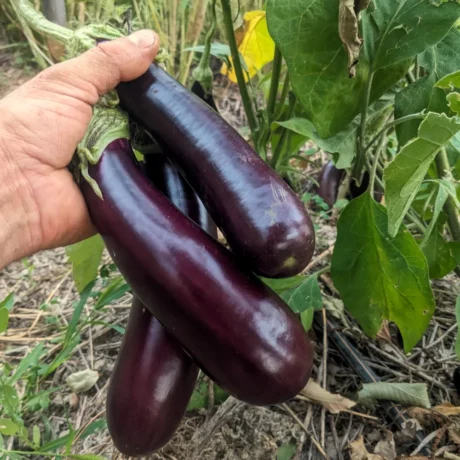 L'image montre une main tenant trois aubergines allongées et de couleur violette foncée. Les aubergines sont lisses et brillantes, et semblent bien mûres. Elles sont attachées à une tige verte, encore reliée à la plante mère, qui présente de grandes feuilles vertes. L'environnement semble naturel, avec un sol recouvert de brindilles et d'herbes. Les aubergines sont de taille uniforme et semblent en bonne santé, prêtes pour la récolte.