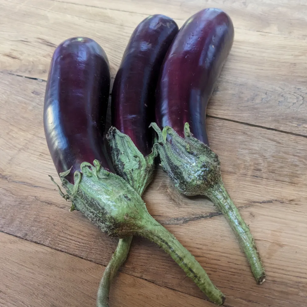 L'image montre trois aubergines de la variété violette de Toulouse posées sur un sol en bois. Elles sont longues, lisses et présentent une couleur violet foncé, avec une peau brillante qui témoigne de leur fraîcheur. Les tiges vertes sont encore attachées aux fruits, avec une texture légèrement rugueuse et des petites vrilles. Ces aubergines semblent bien mûres, uniformes en taille, et prêtes pour la consommation ou la récolte de graines.