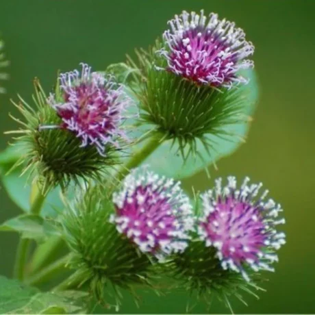 L'image montre en gros plan des fleurs de bardane