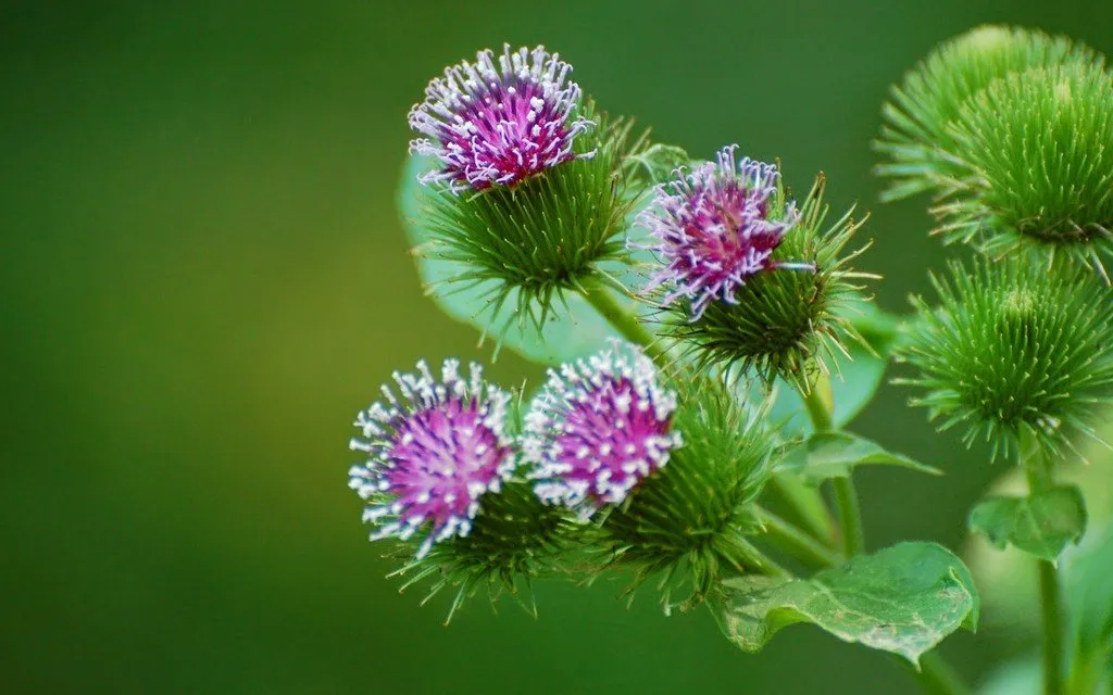 L'image montre des fleurs de bardane, elles sont mauves et elles attirent les abeilles