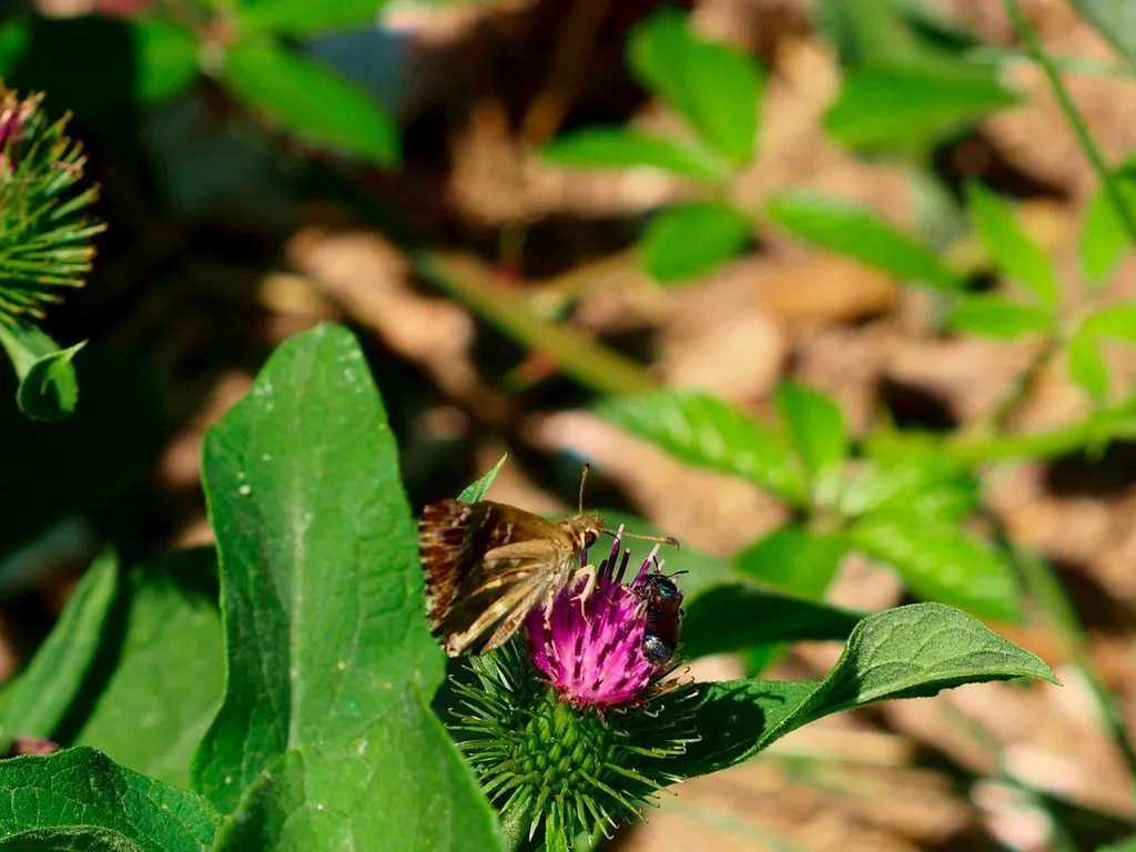 L'image montre un papillon qui vient butiner sur une fleur de bardane