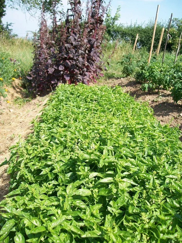 Semences biologiques et reproductibles de basilic gran vert