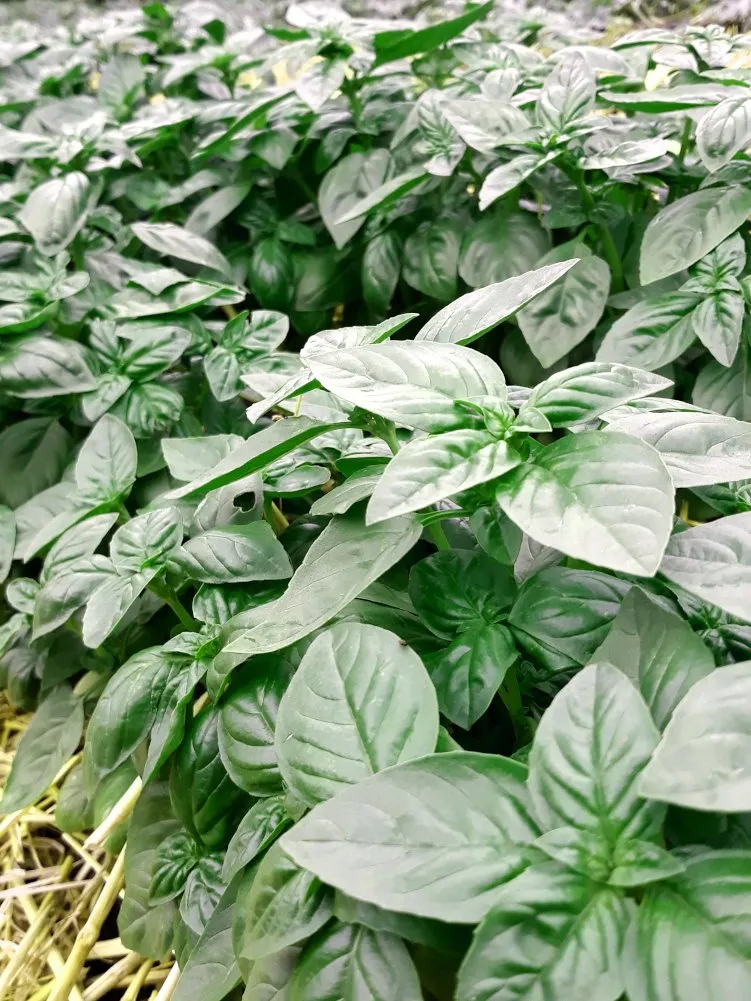 semences paysannes reproductibles de basilic grand vert