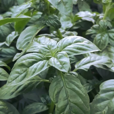 semences paysannes reproductibles de basilic grand vert