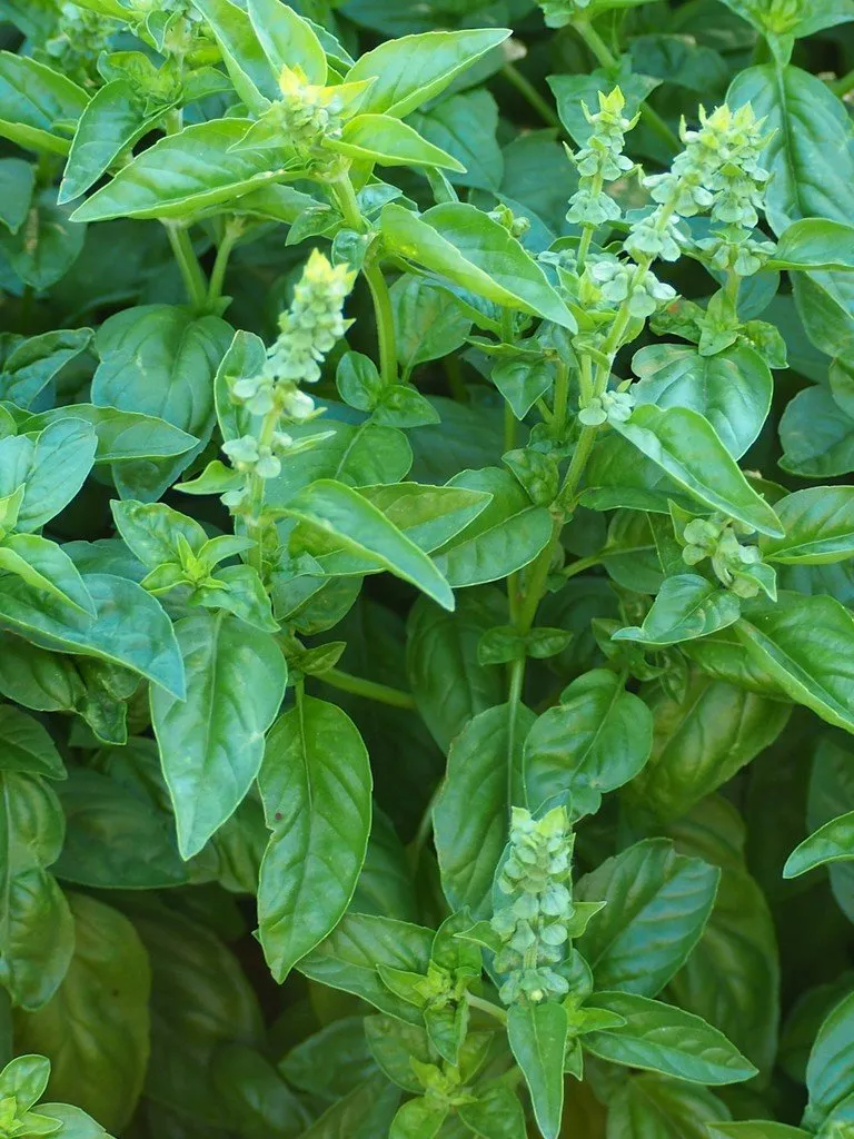 graines biologiques et reproductibles de basilic grand vert