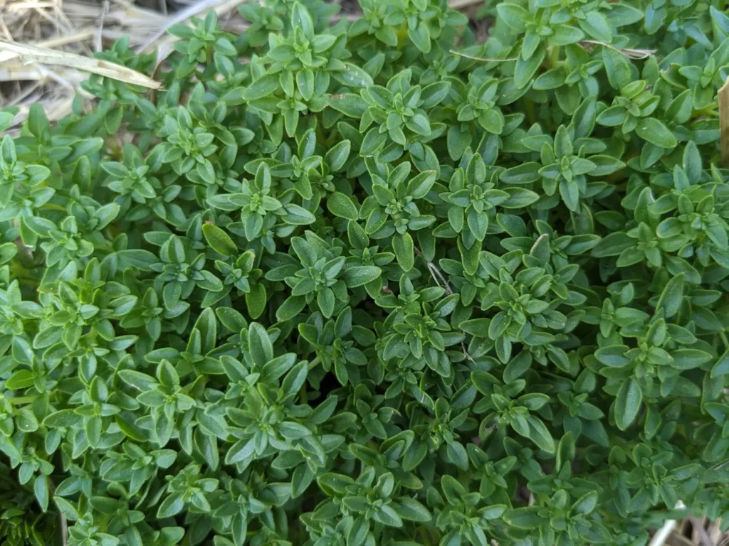 Plan rapproché du feuillage de basilic grec