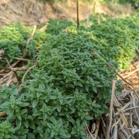 Une jolie touffe de basilic grec, sur un lit de paille