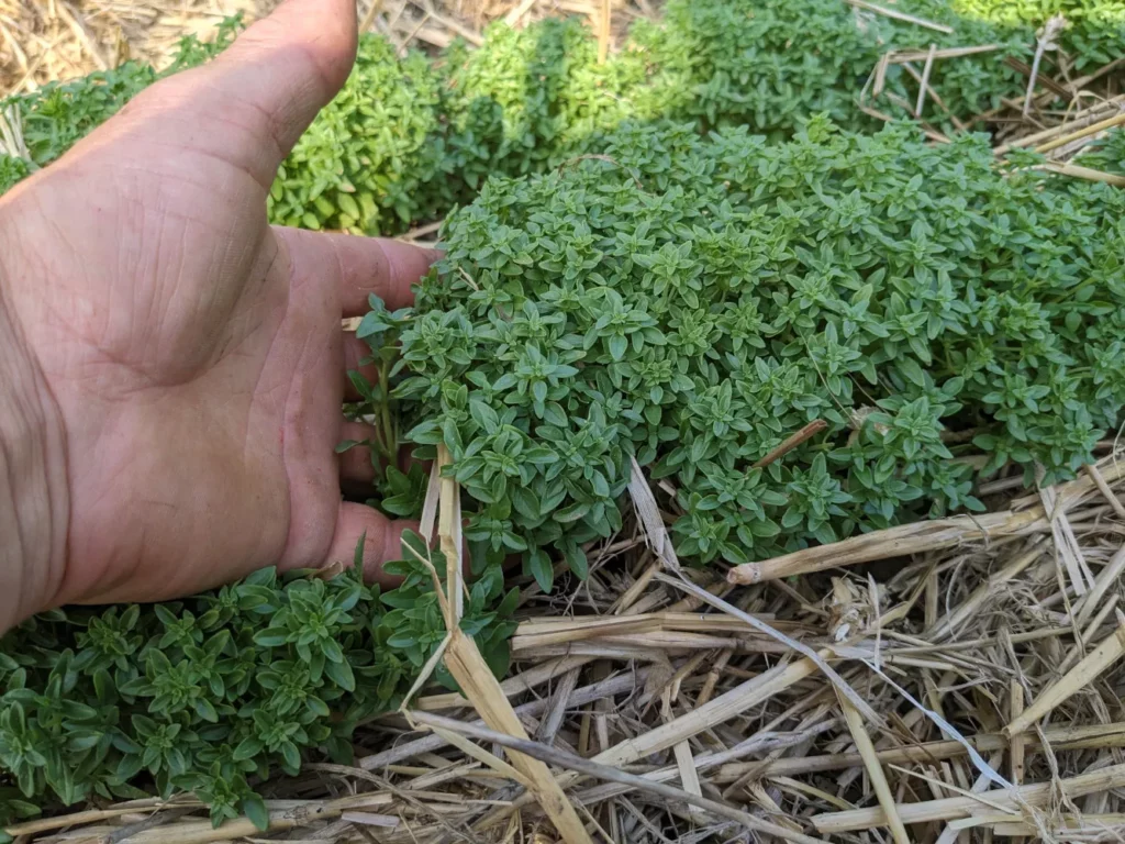 on voit la main d'un jardinier carresser voluptueusement une touffe de basilic grec