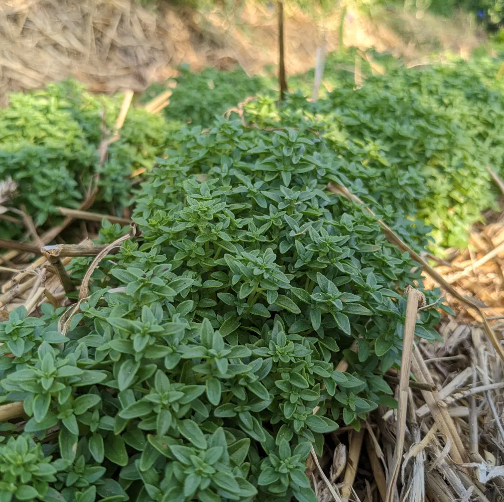 Une jolie touffe de basilic grec, sur un lit de paille