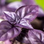 Basilic Pourpre