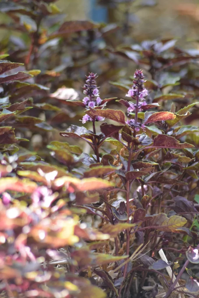 L'image montre une hampe florale de basilic pourpre, sa couleur est violet foncé