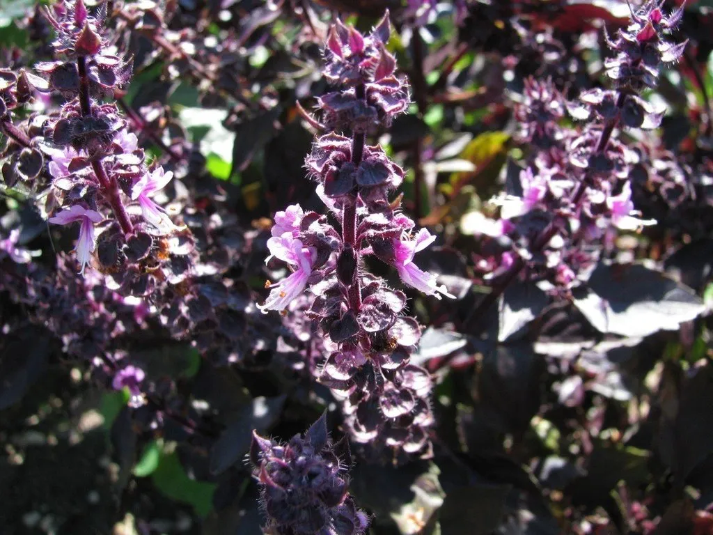 La photo montre des fleurs de basilic pourpre