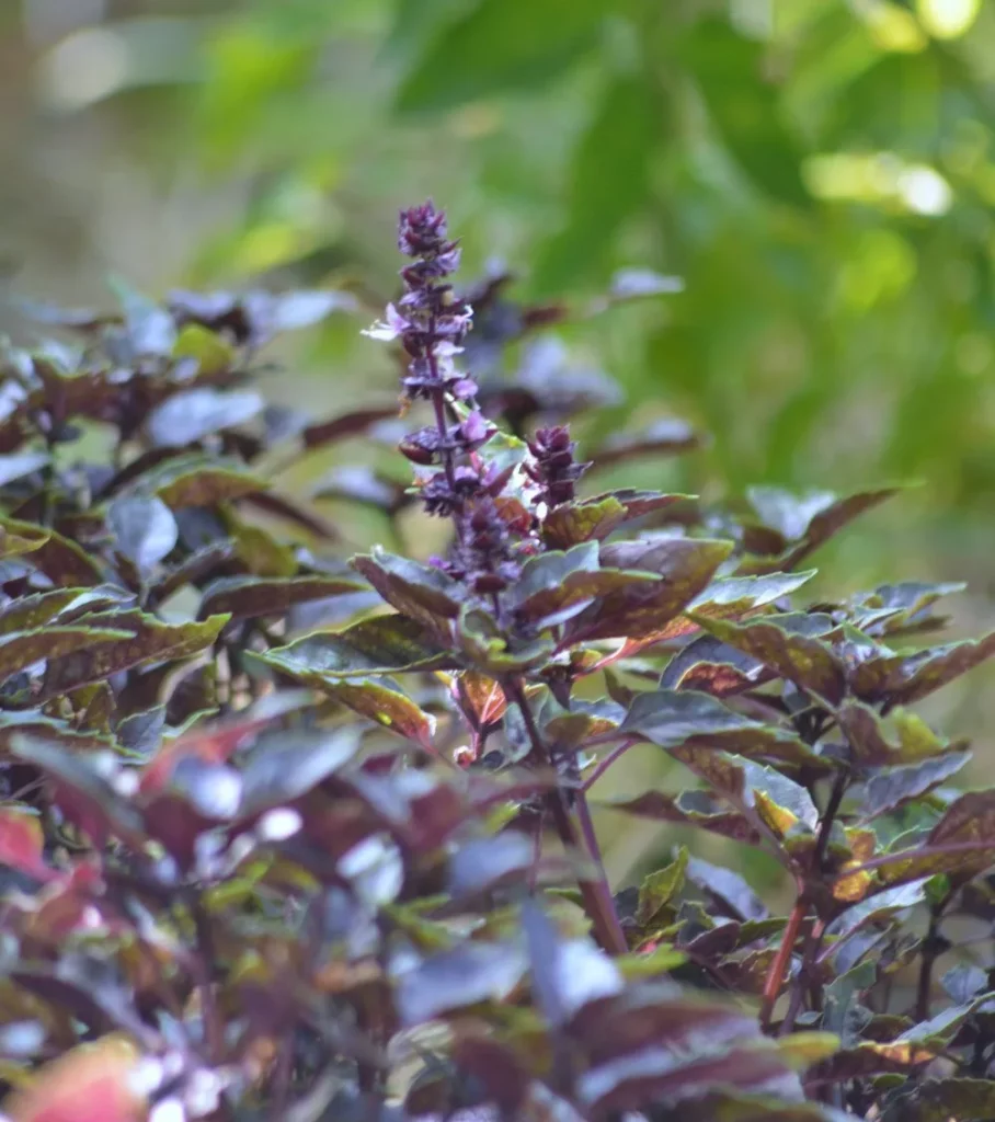 La photo montre des tiges de basilic pourpre
