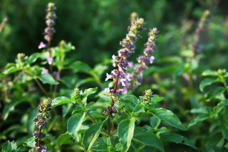 Semences biologiques et reproductibles de basilic sacré