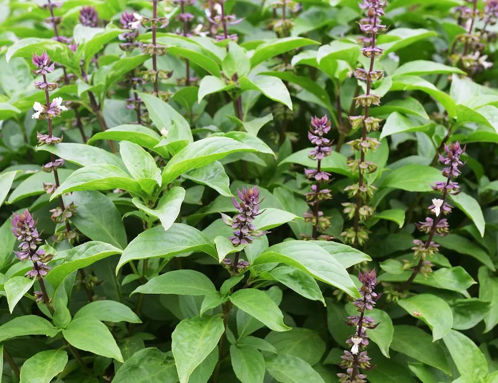 graines biologiques et reproductibles de basilic sacré