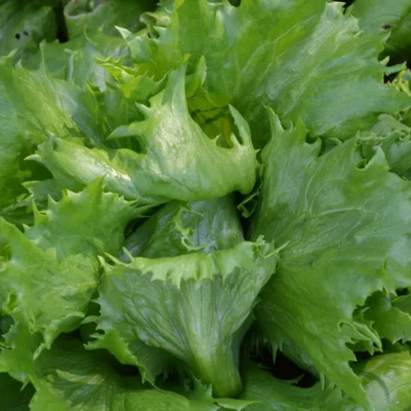 L'image montre une grosse salade reine des glaces
