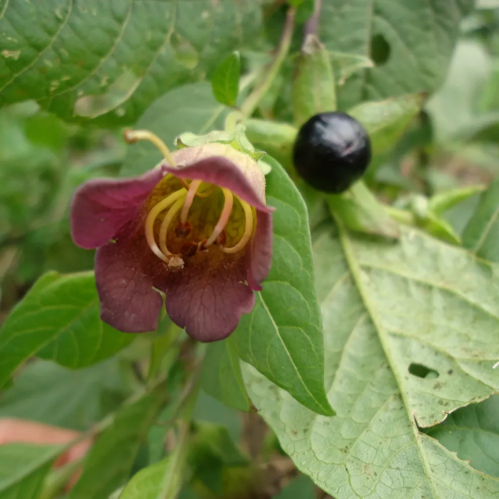 Sur l'image, on voit une fleur de belladone avec une corolle pourpre et une gorge jaune verdâtre, laissant apparaître des étamines en forme de filaments recourbés vers l'intérieur. À côté de la fleur, une baie noire et luisante est visible, accrochée à une base verte étoilée. Le feuillage environnant est composé de grandes feuilles vertes, légèrement dentées, avec une texture légèrement gaufrée et quelques perforations. L'ensemble est entouré d'une végétation verte et floue en arrière-plan.