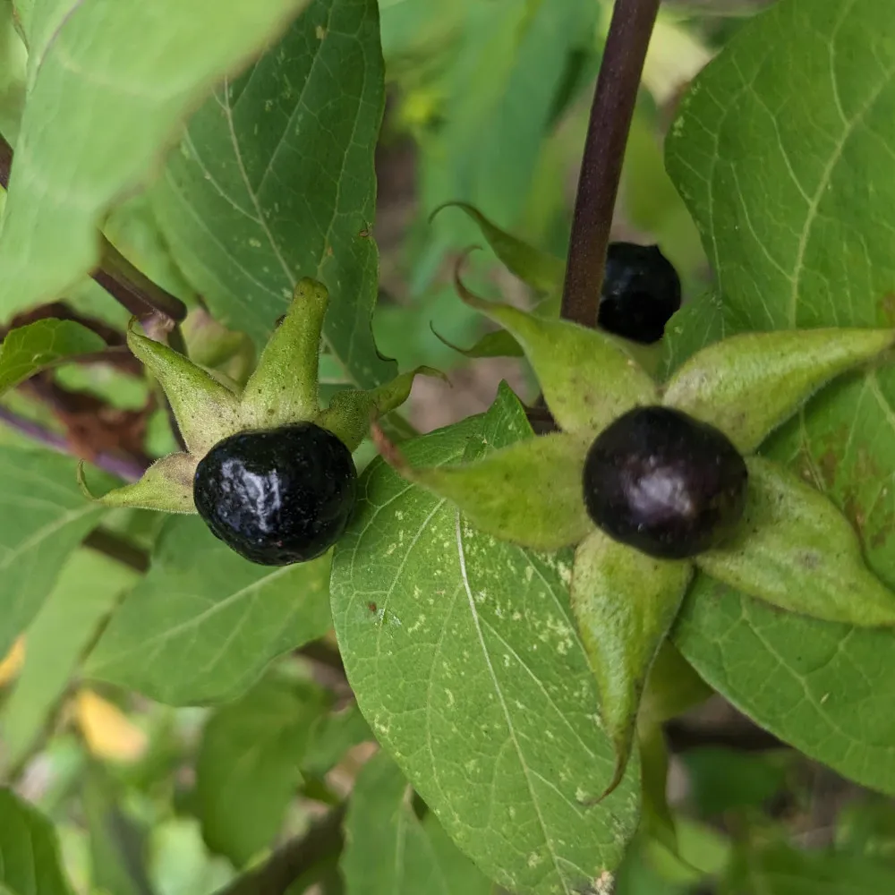 Sur l'image, on voit plusieurs baies de belladone, de couleur noire et brillantes, attachées aux tiges de la plante. Chaque baie est entourée d'une structure en forme d'étoile verte, formée par les sépales persistants. Les feuilles environnantes sont grandes, de couleur verte, et présentent une texture légèrement nervurée. Les tiges sont légèrement pourpres et soutiennent les fruits bien en évidence parmi le feuillage vert dense de la plante.