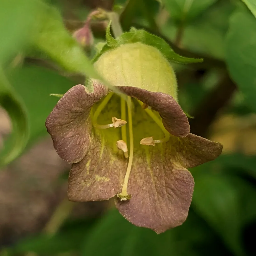 Sur l'image, on voit une fleur de belladone de près, montrant sa corolle en forme de cloche de couleur brun-violacé à l'extérieur, avec une gorge plus claire tendant vers le jaune verdâtre. À l'intérieur de la fleur, les étamines fines sont bien visibles, suspendues au centre de la corolle, avec des anthères légèrement plus claires. La fleur est entourée de quelques feuilles vertes floues en arrière-plan, mettant en avant le détail de la structure florale.