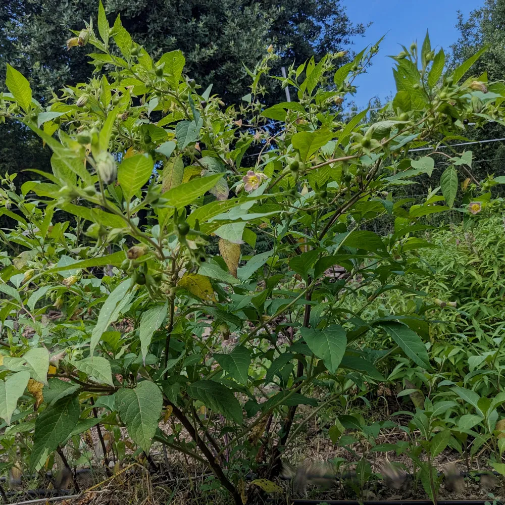 Sur l'image, on voit un grand plant de belladone avec un feuillage dense et des tiges ramifiées. Les feuilles sont vertes, légèrement dentées et nervurées. Parmi le feuillage, on distingue des fleurs en forme de clochettes de couleur pâle ainsi que des baies vertes en formation. L'arrière-plan montre une végétation floue, ce qui met en valeur les branches et les feuilles du plant de belladone sous un ciel bleu clair.