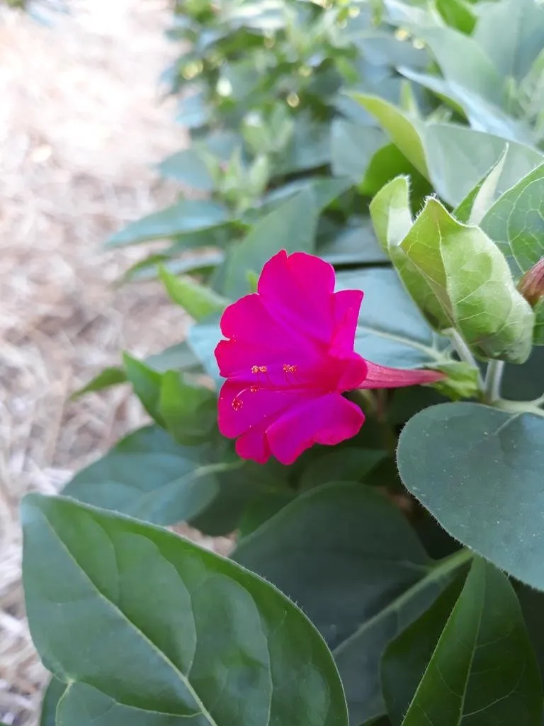 L'image montre une fleur de belle de nuit avec un peu de feuillage