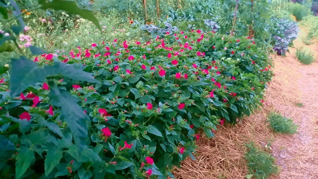 L'image nous montre une rangé de belle de nuit dans les jardins de Pensez Sauvage