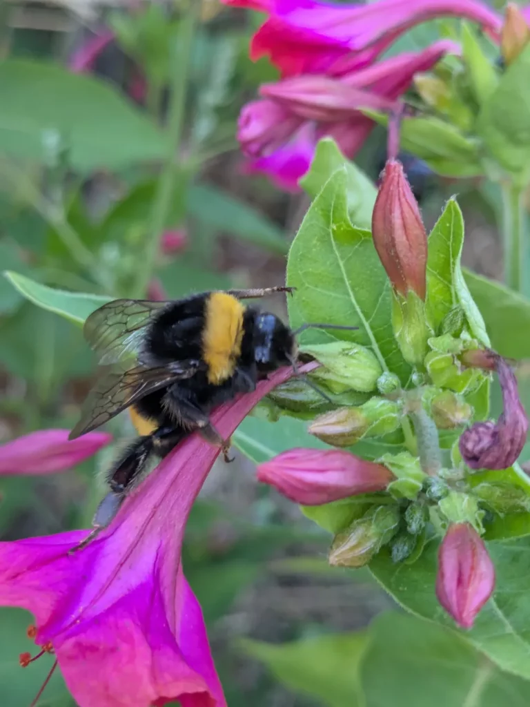 Un bourdon sur une fleur de Belle de nuit
