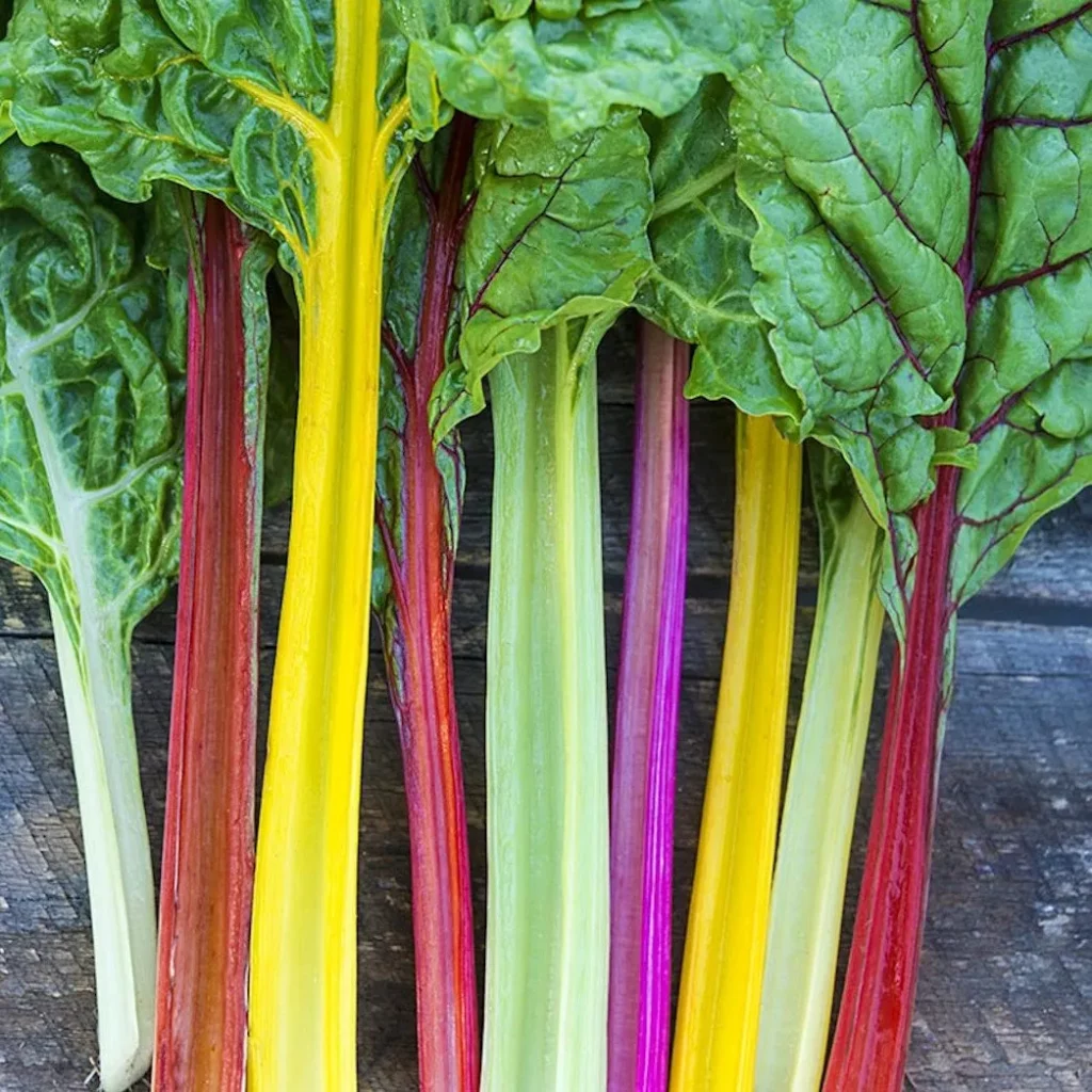 Graines biologiques reproductibles de Bette à cardes multicolores - Pensez Sauvage