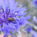 Bleuet des champs