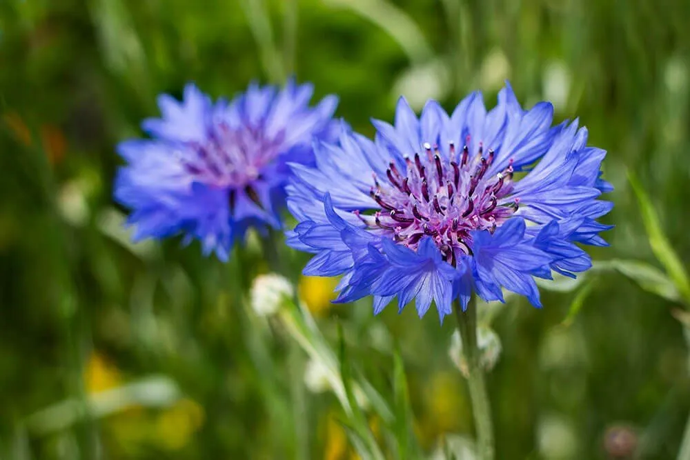 gros plan sur les fleurs de bleuet