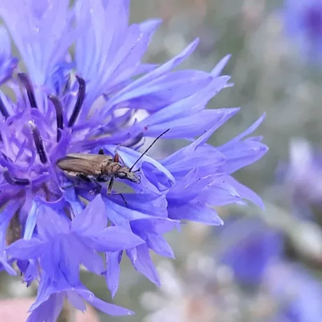 un petit insecte sur une fleur de bleuet