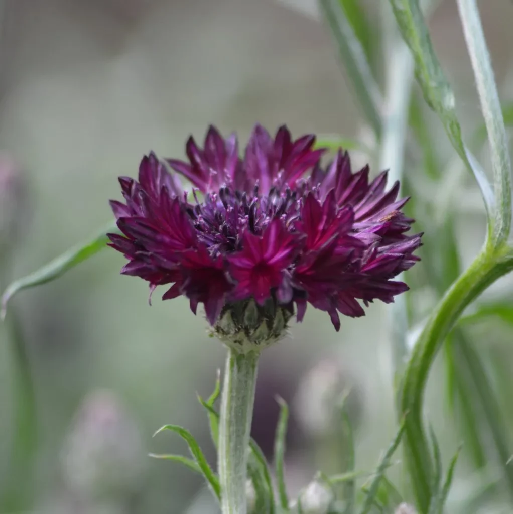 L'imae nous montre une fleur pourpre de bleuet
