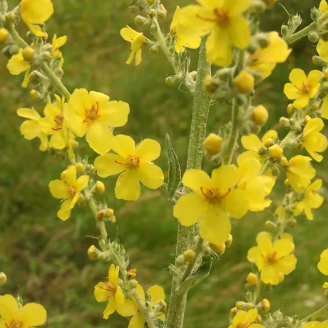 L'image montre un pied de bouillon blanc, on distingue bien toutes ses fleurs jaunes