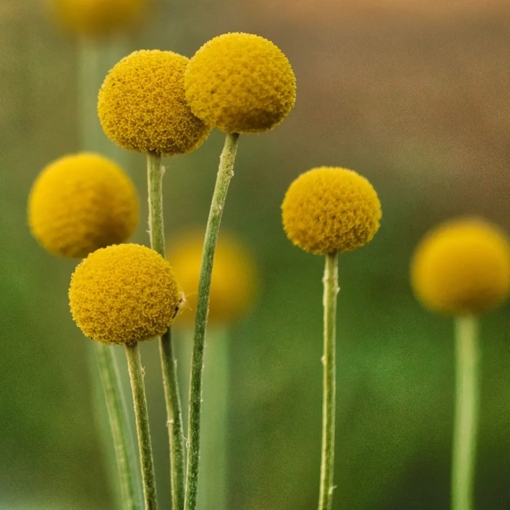 Sur la photo, on distingue plusieurs Craspedia globosa dressées sur leurs tiges fines et droites, terminées par des boules jaunes bien rondes. Les fleurs forment des sphères denses et régulières, éclatantes sous la lumière. À maturité, ces inflorescences renferment de petites graines légères prêtes à être récoltées. Leur allure simple et géométrique attire l’œil et témoigne de la précision naturelle de cette plante.