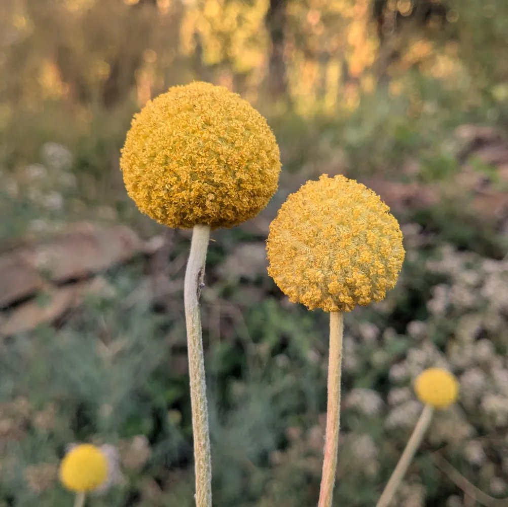 Sur l’image, deux Craspedia globosa se détachent nettement sur un fond de verdure floue. Leurs fleurs en boules jaune doré sont composées de multiples petites fleurs serrées, prêtes à former des graines fines et légères. Les tiges droites et pâles soutiennent les inflorescences comme de petites sphères de soleil, symbole de la simplicité et de la précision naturelle de cette plante.