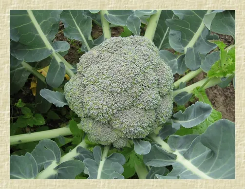 Graines biologiques reproductibles de Brocoli "Calabrais" - Pensez Sauvage